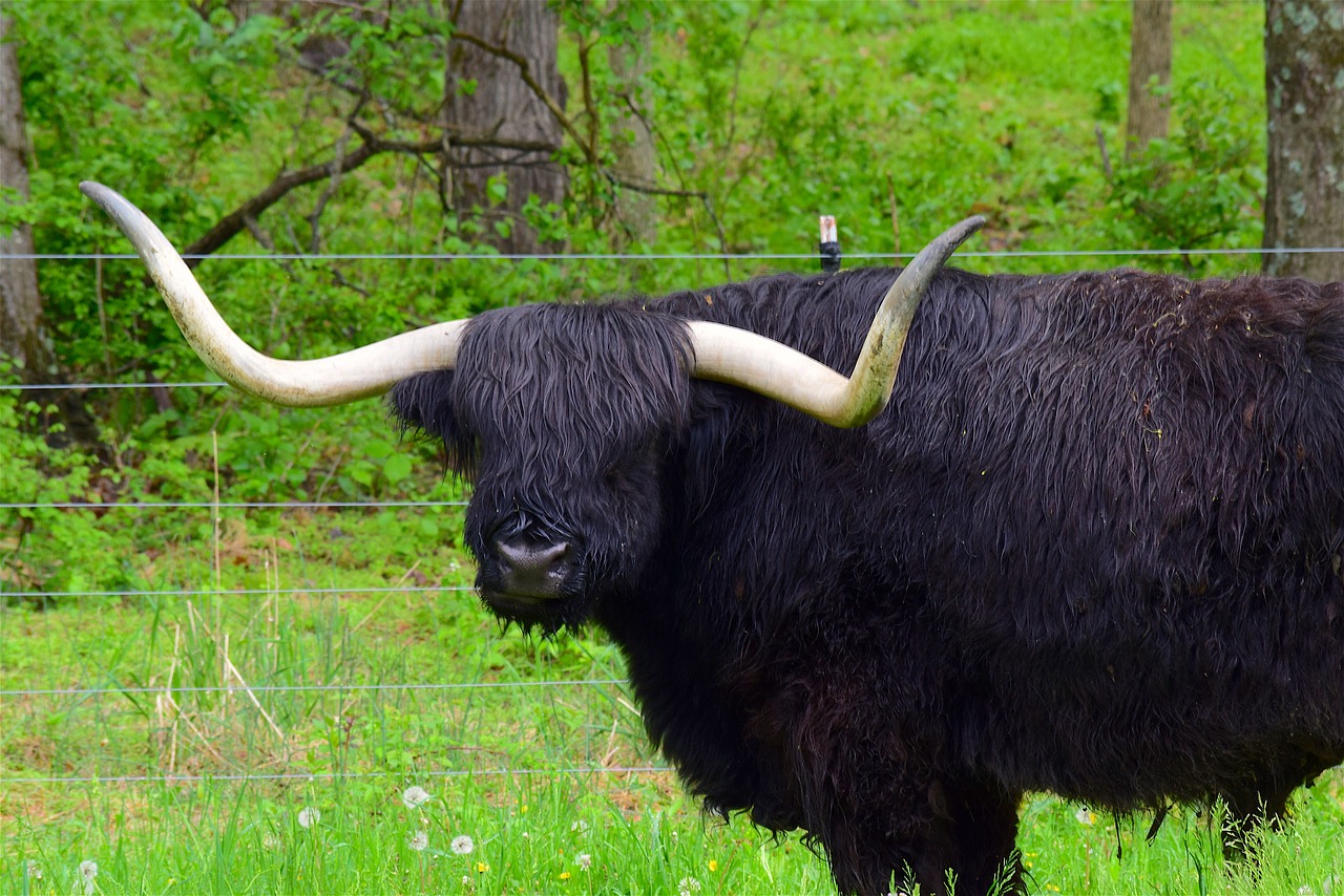 bull horns angus free photo