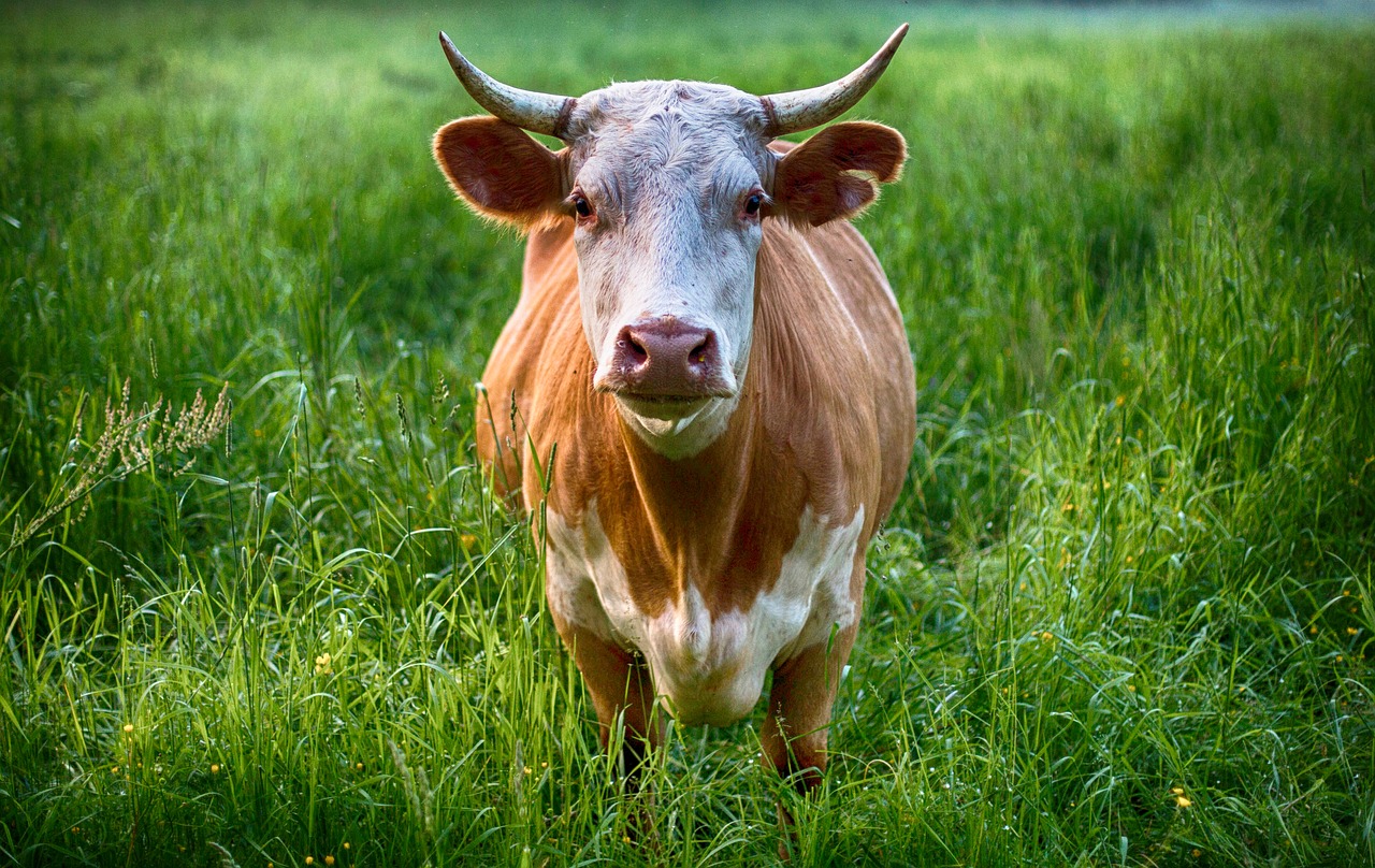 bull cow animal free photo