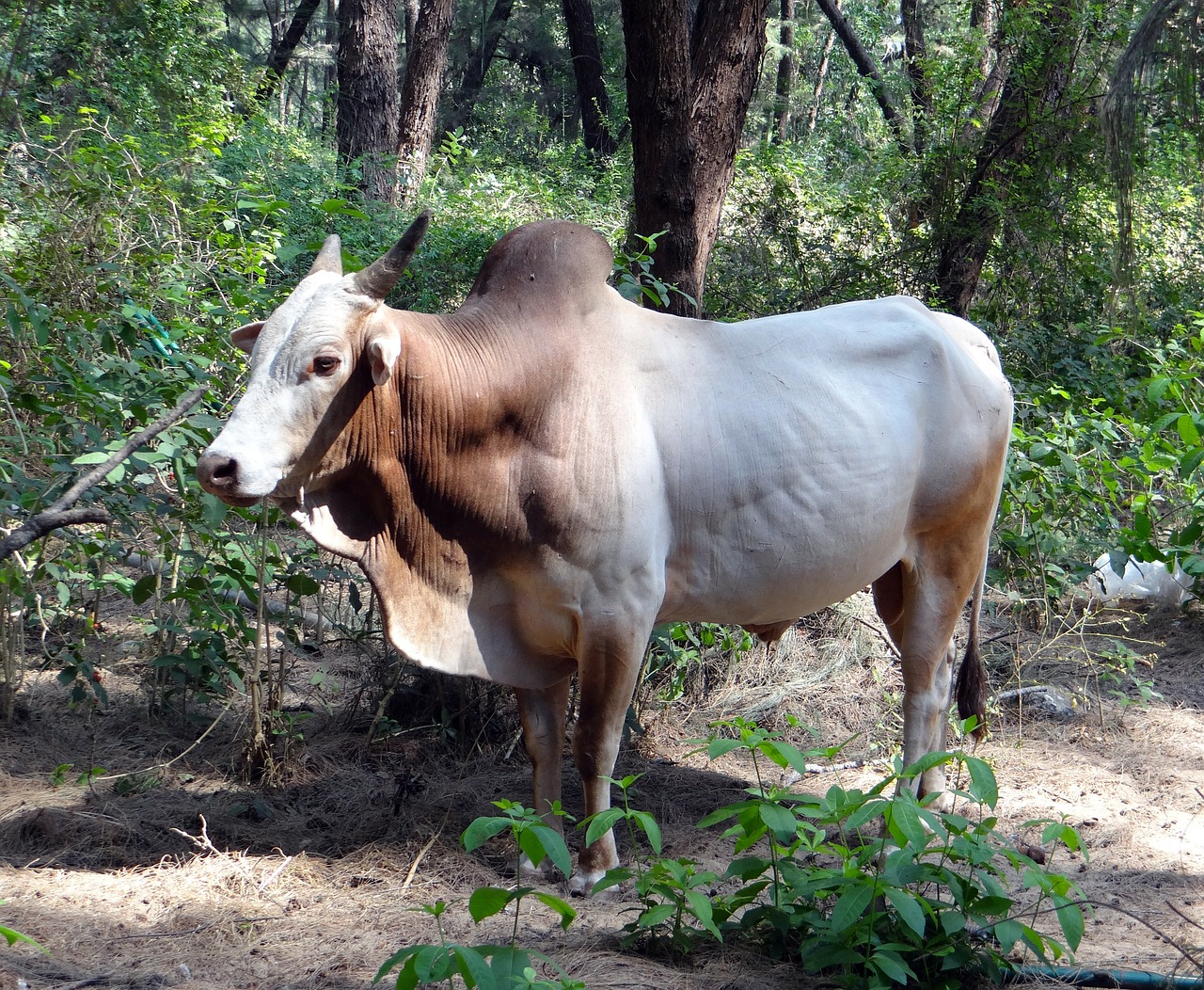 bull bovine animal free photo