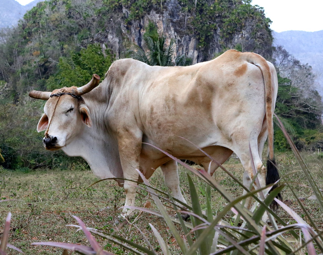 bull cattle viñales valley cuba free photo