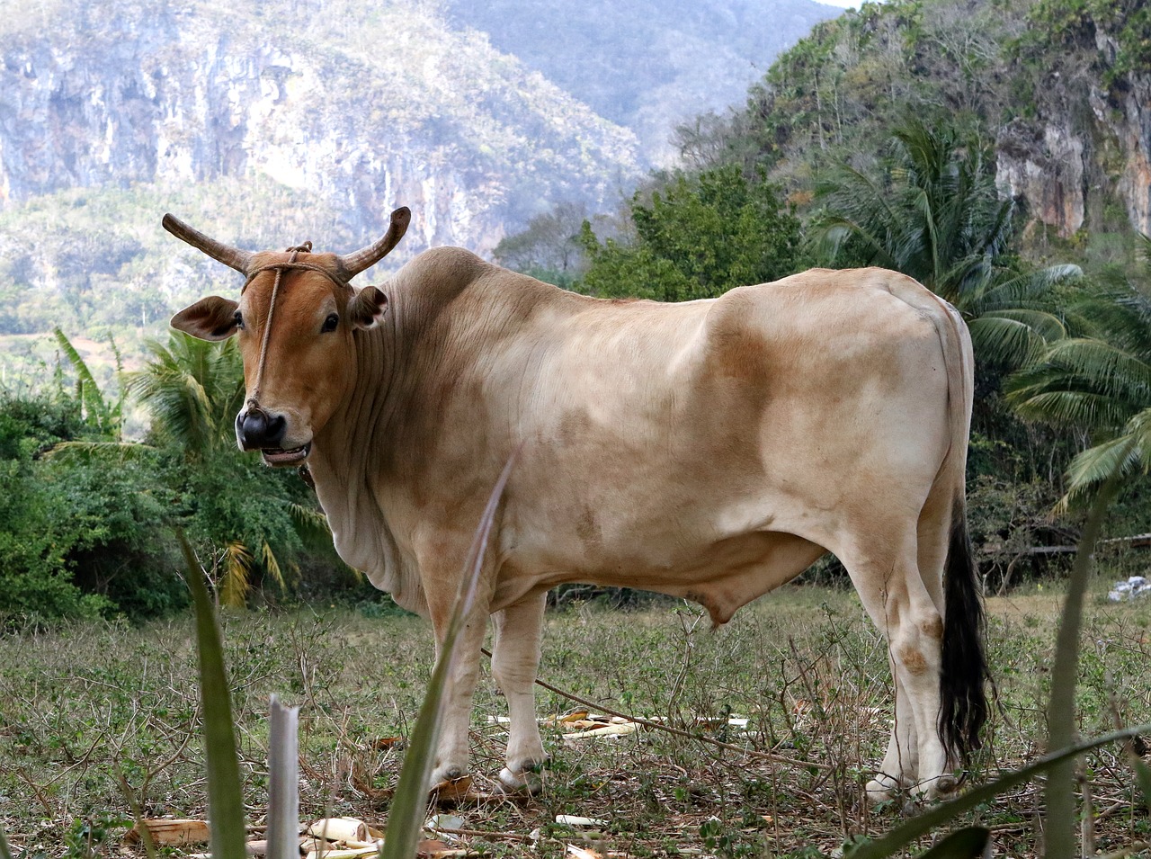 bull viñales valley cuba horns free photo