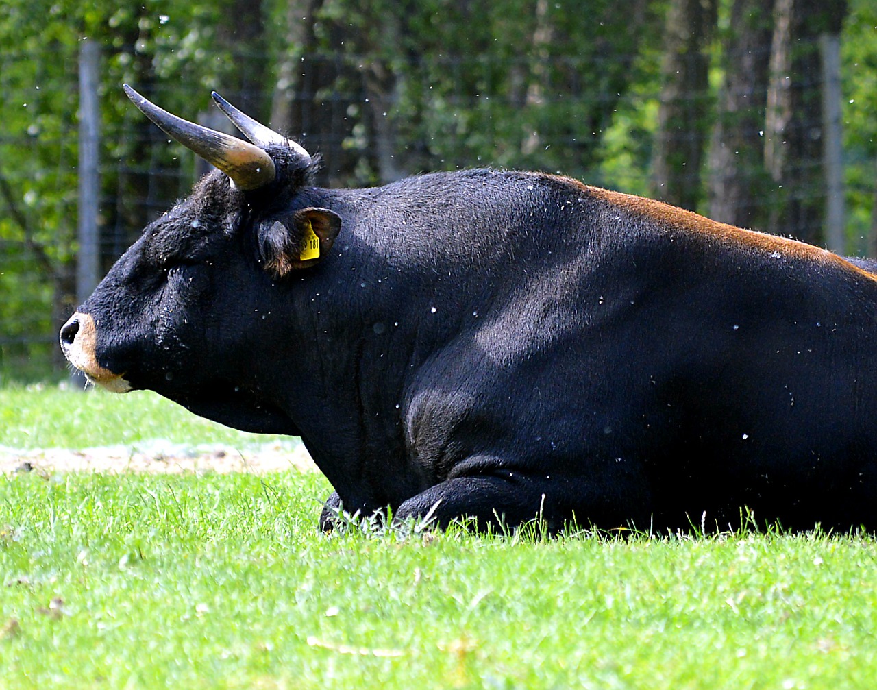 bull horns beef free photo