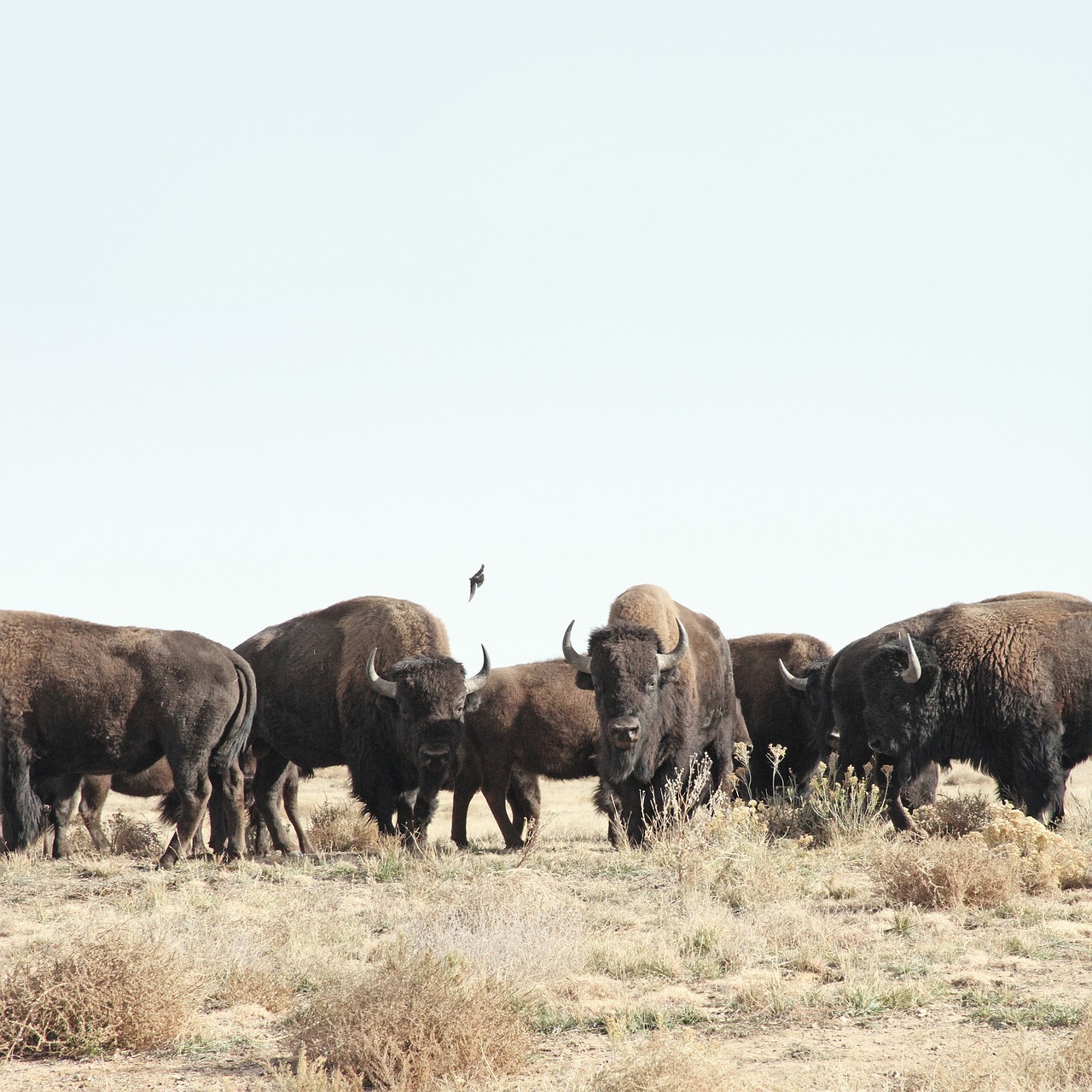 bull animal grass free photo