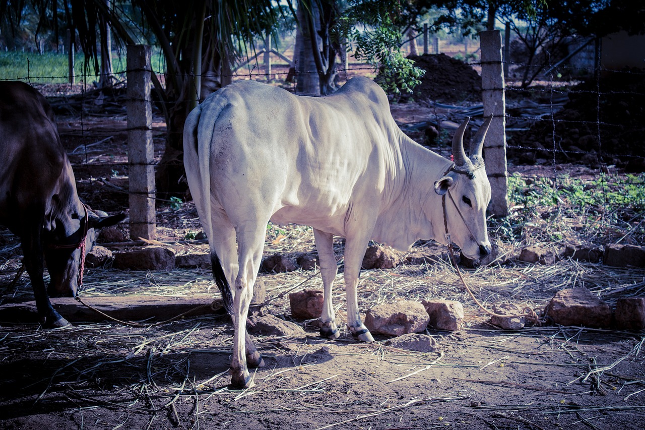 bull kangeyam tamilnadu bull free photo