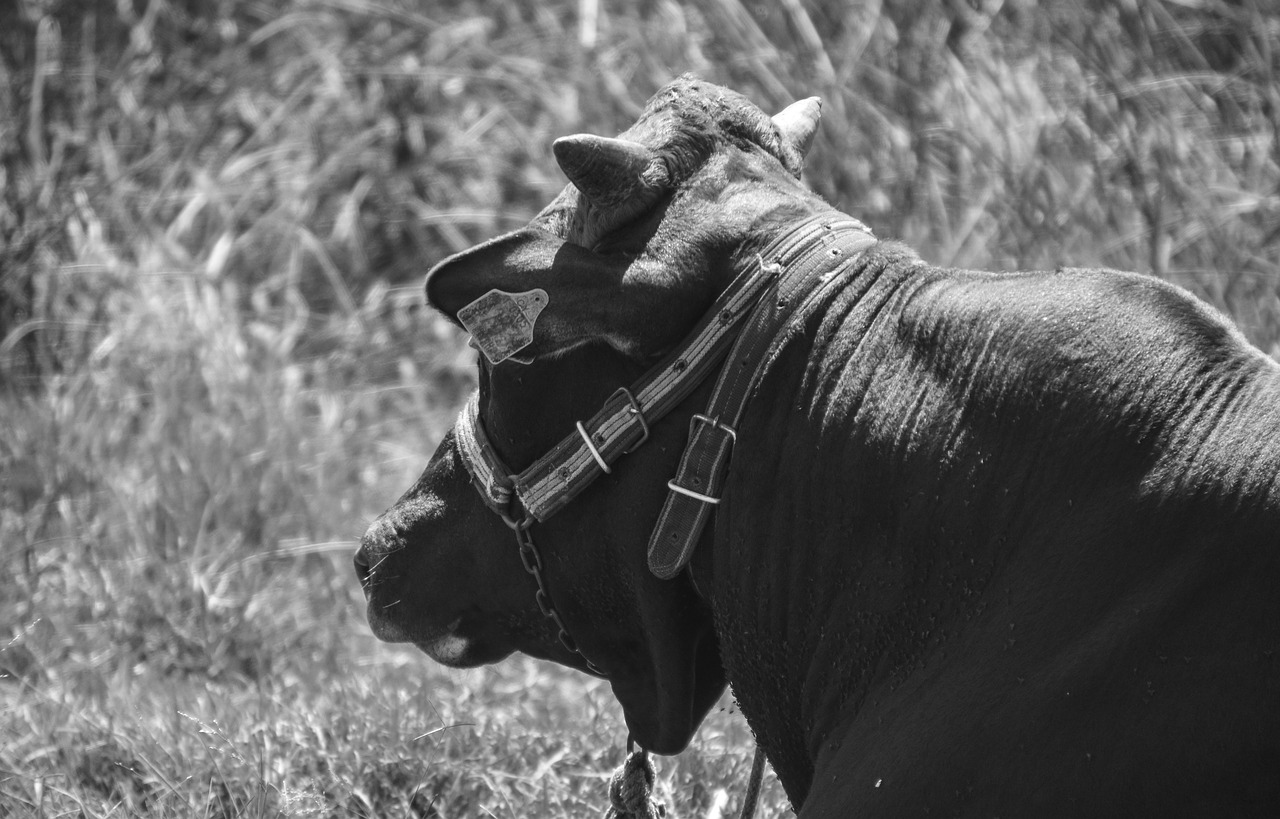 bull cow farm free photo
