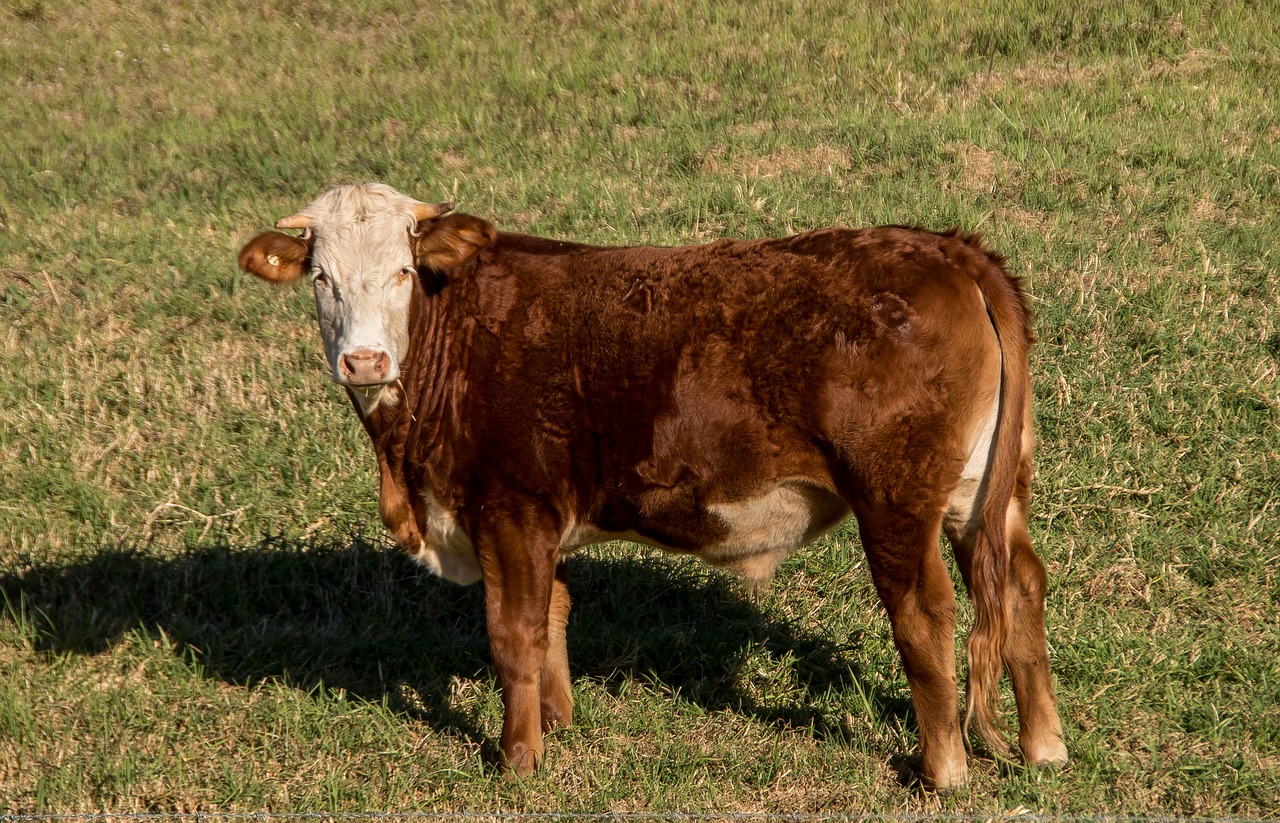 bull cattle stock free photo