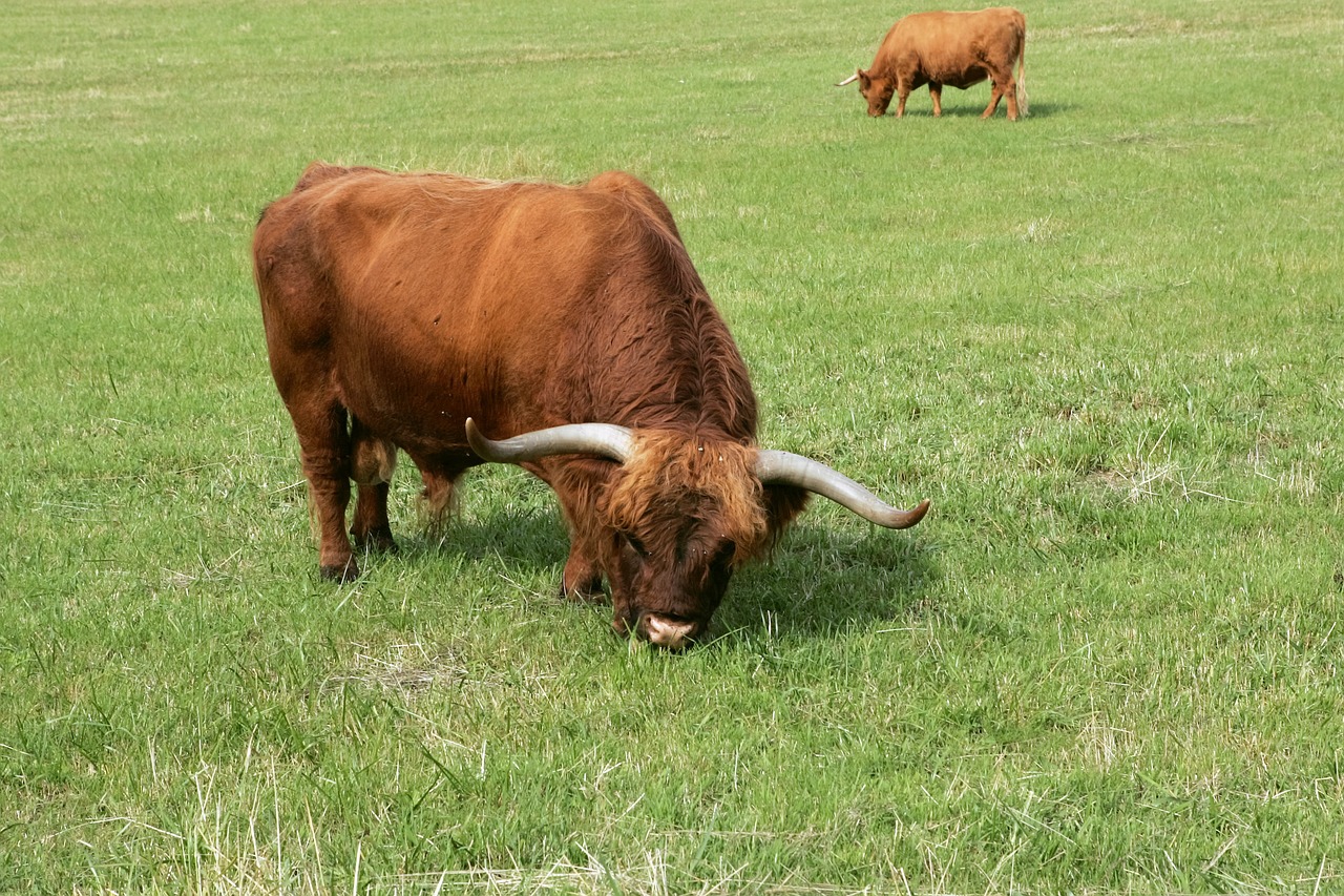 bull cattle scottish highland cattle free photo