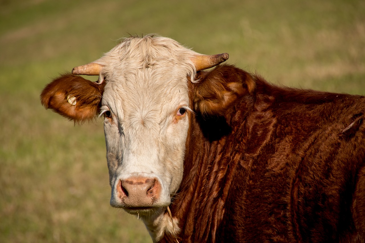 bull cattle stock free photo