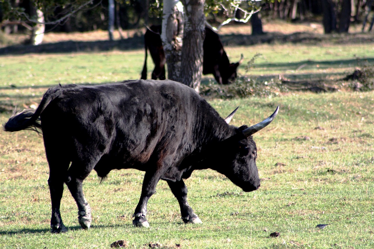 bull camargue horns free photo