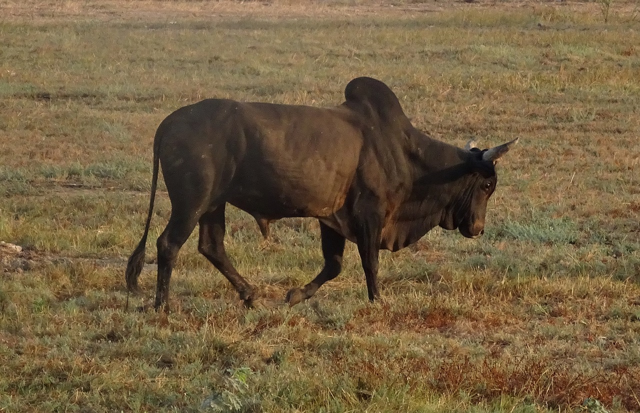 bull ox bovine free photo
