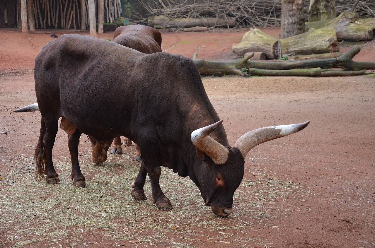 bull horns beef free photo