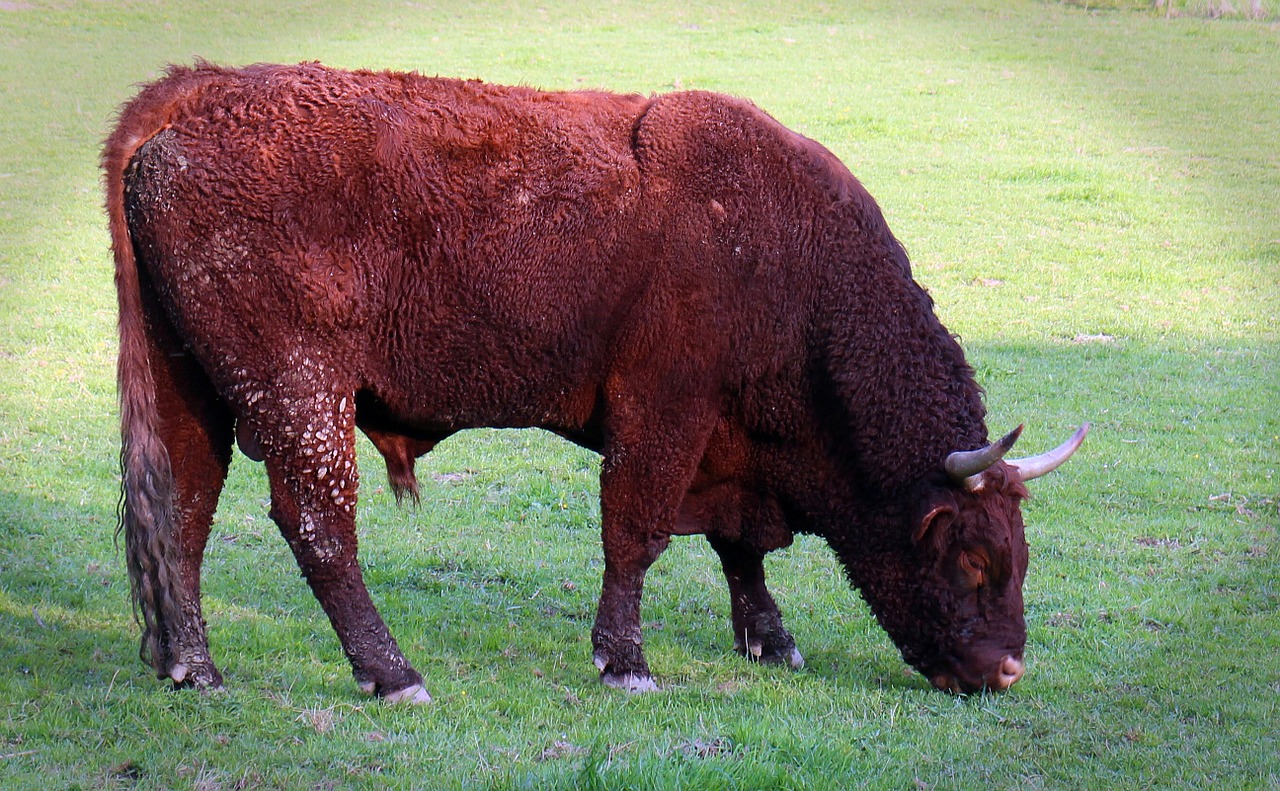 bull beef livestock free photo