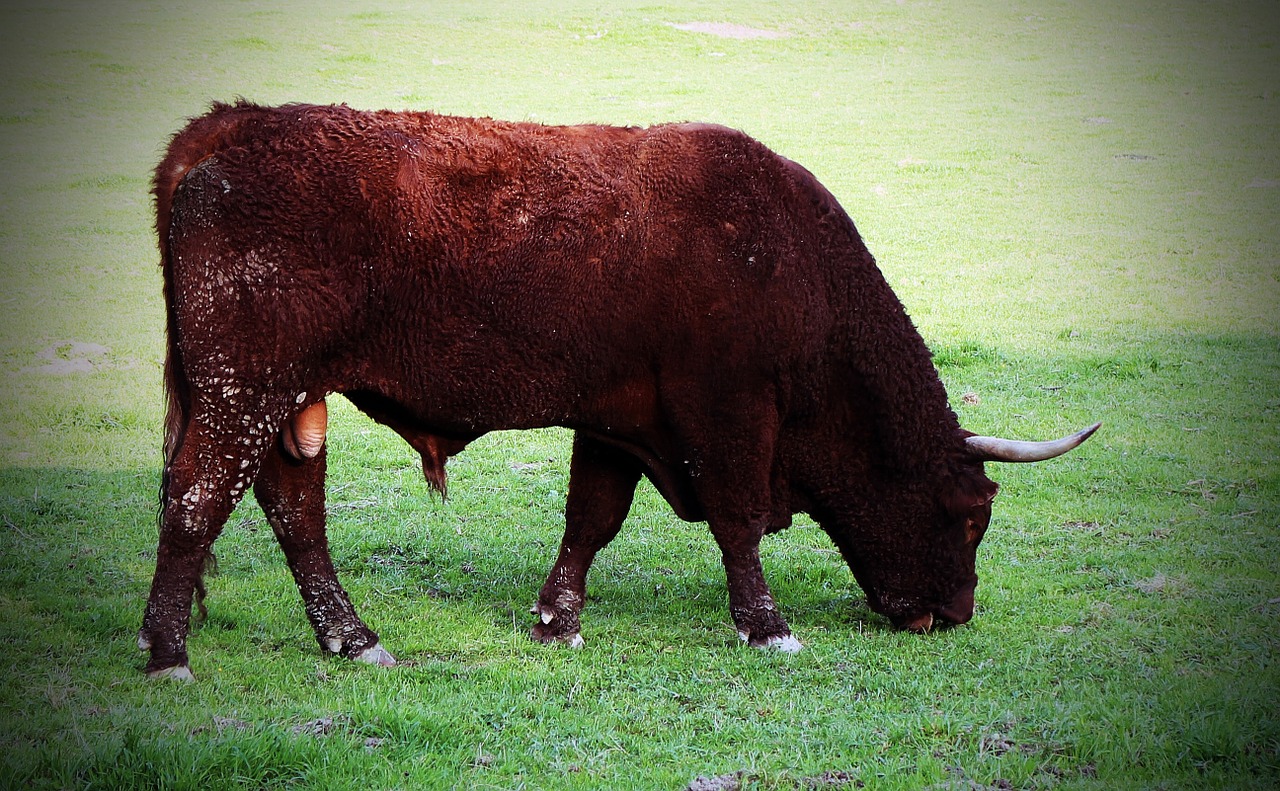 bull beef livestock free photo