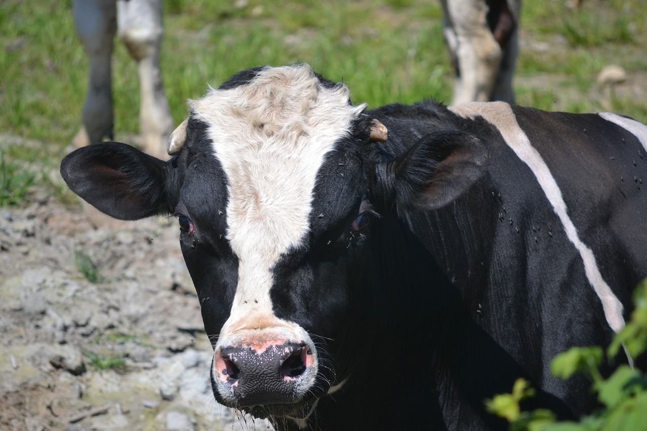 bull  looking  resting free photo