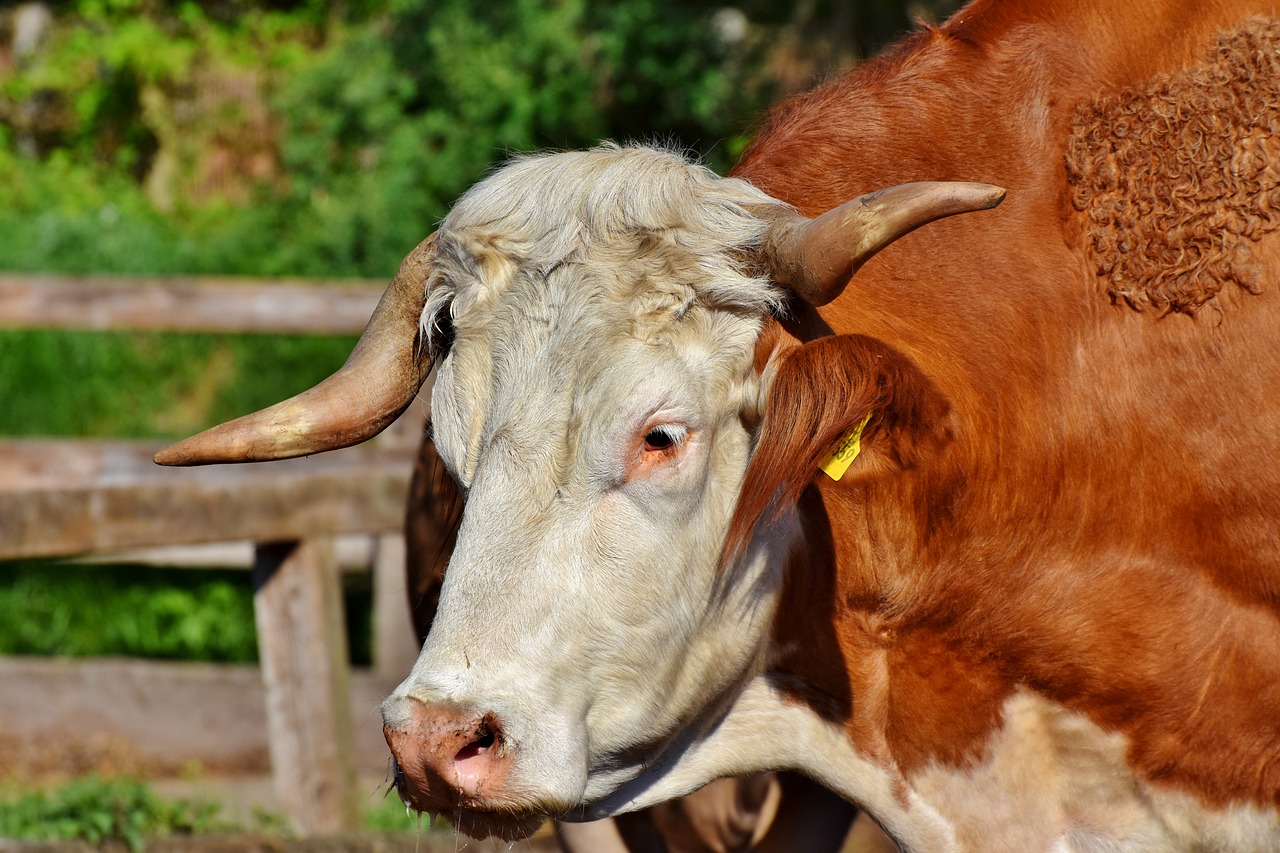 bull  beef  ruminant free photo