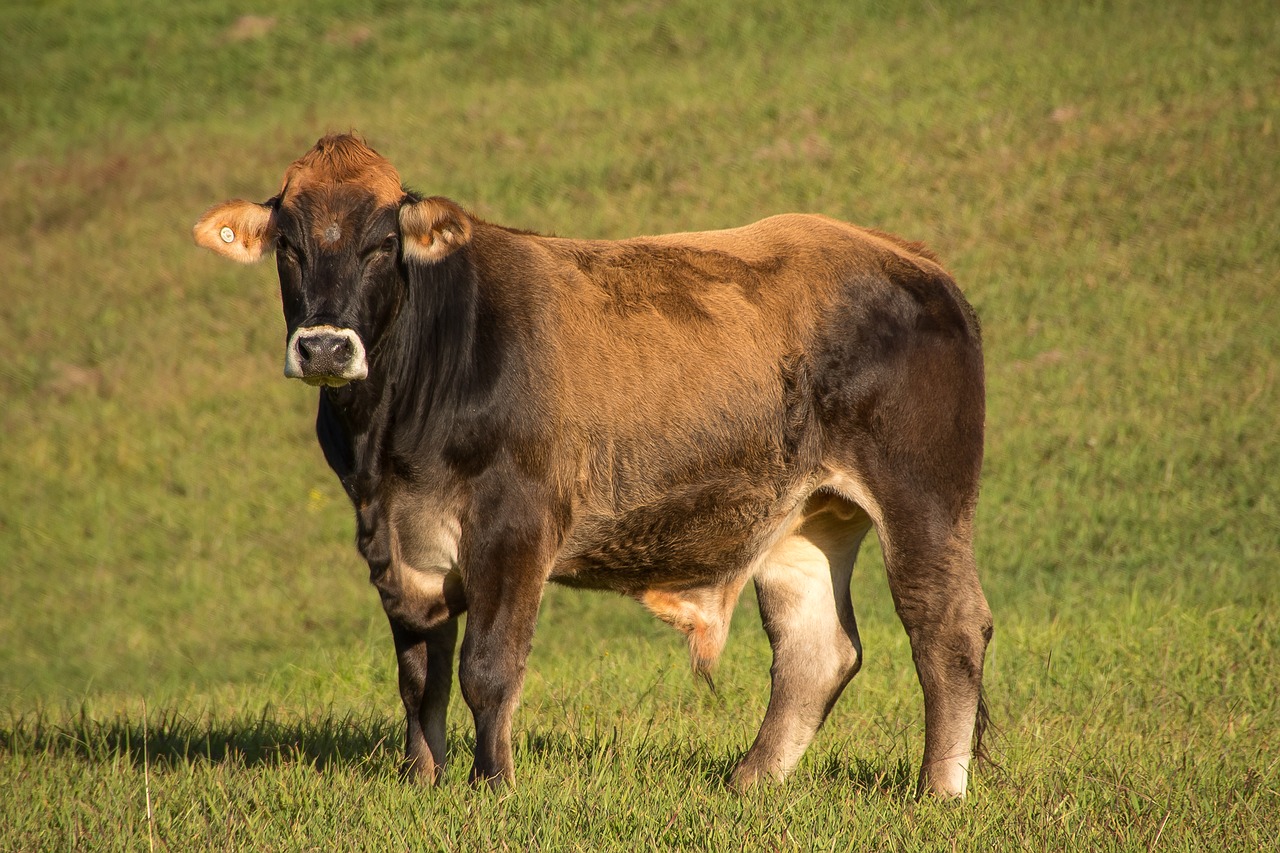 bull  cow  cattle free photo