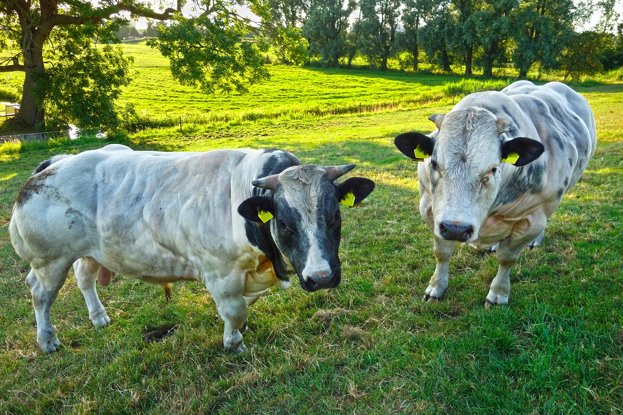bull  cattle  mammal free photo