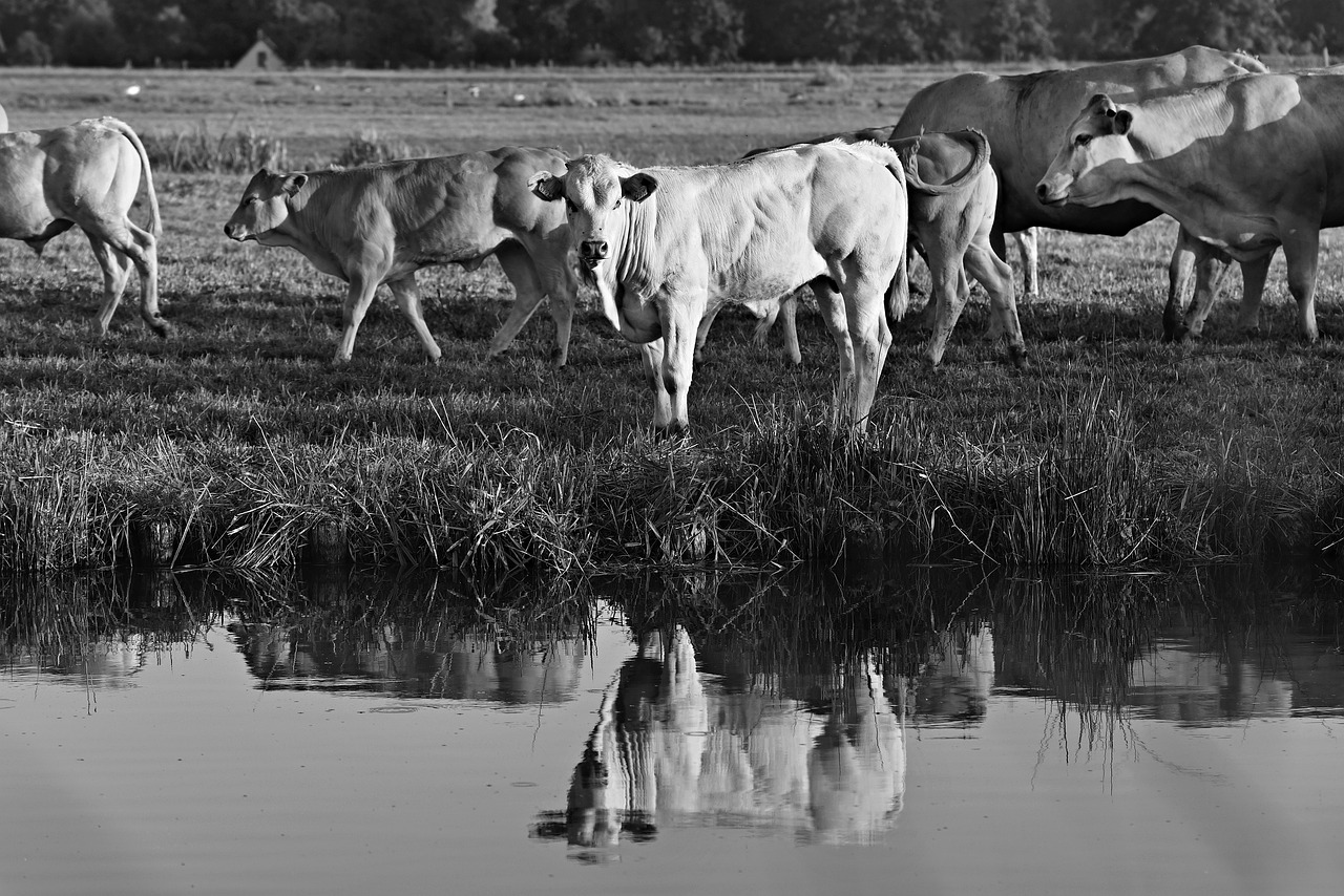 bull  cow  cattle free photo