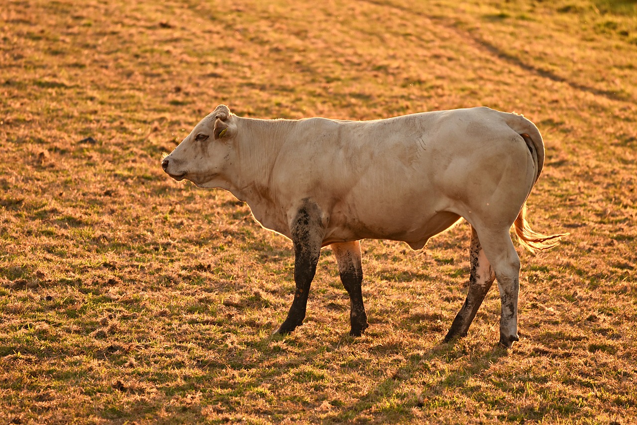bull  cattle  bovine free photo