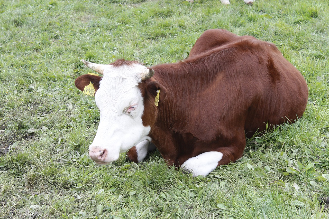 bull  meadow  cattle free photo