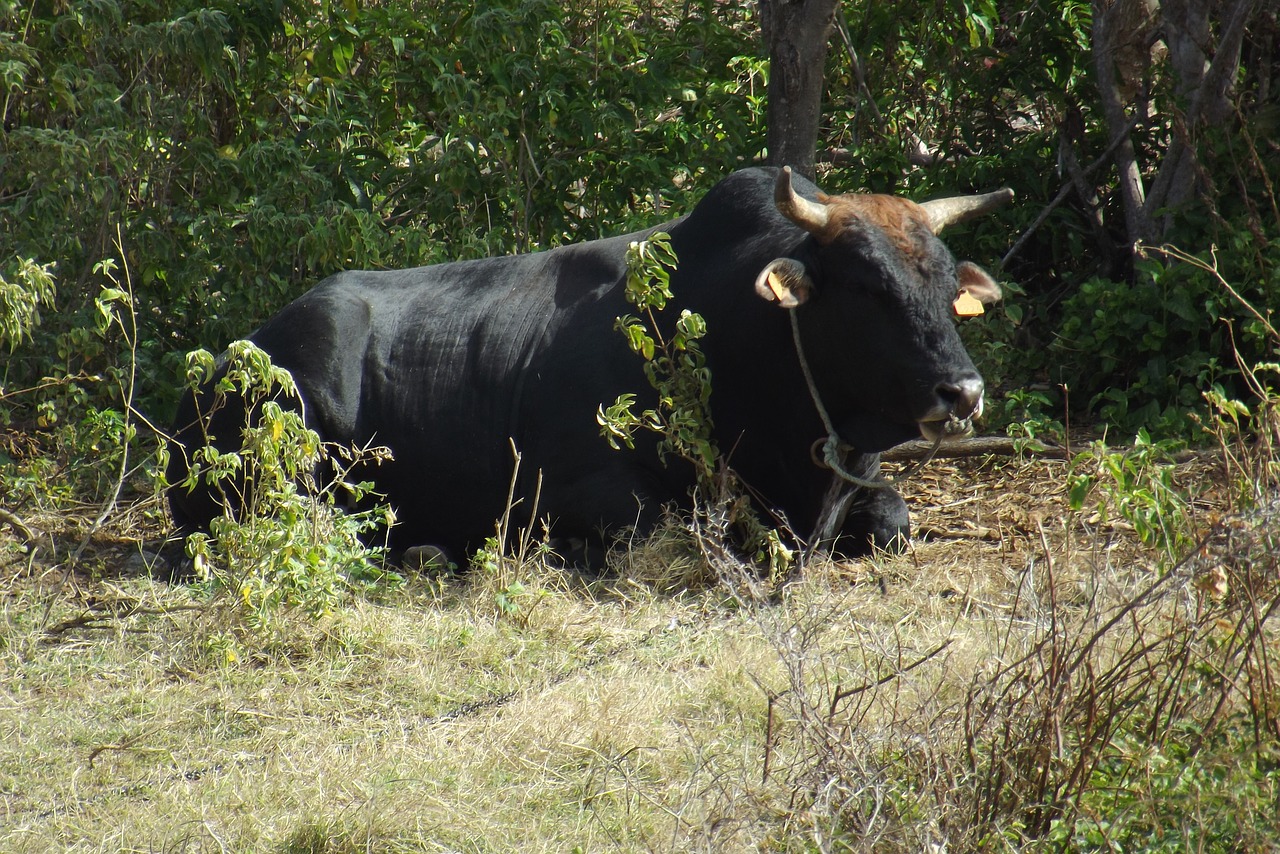 bull  animal  nature free photo