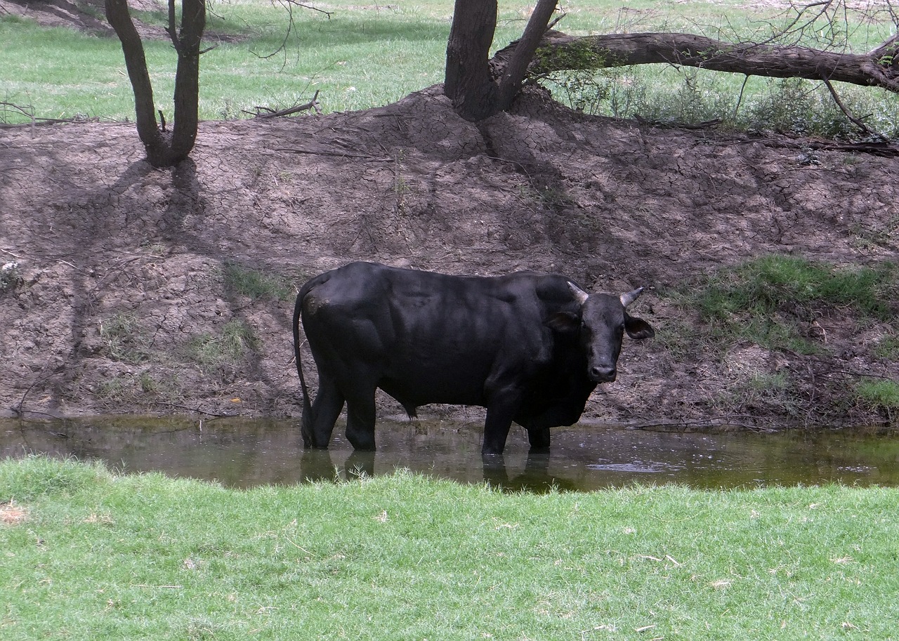 bull bovine cattle free photo