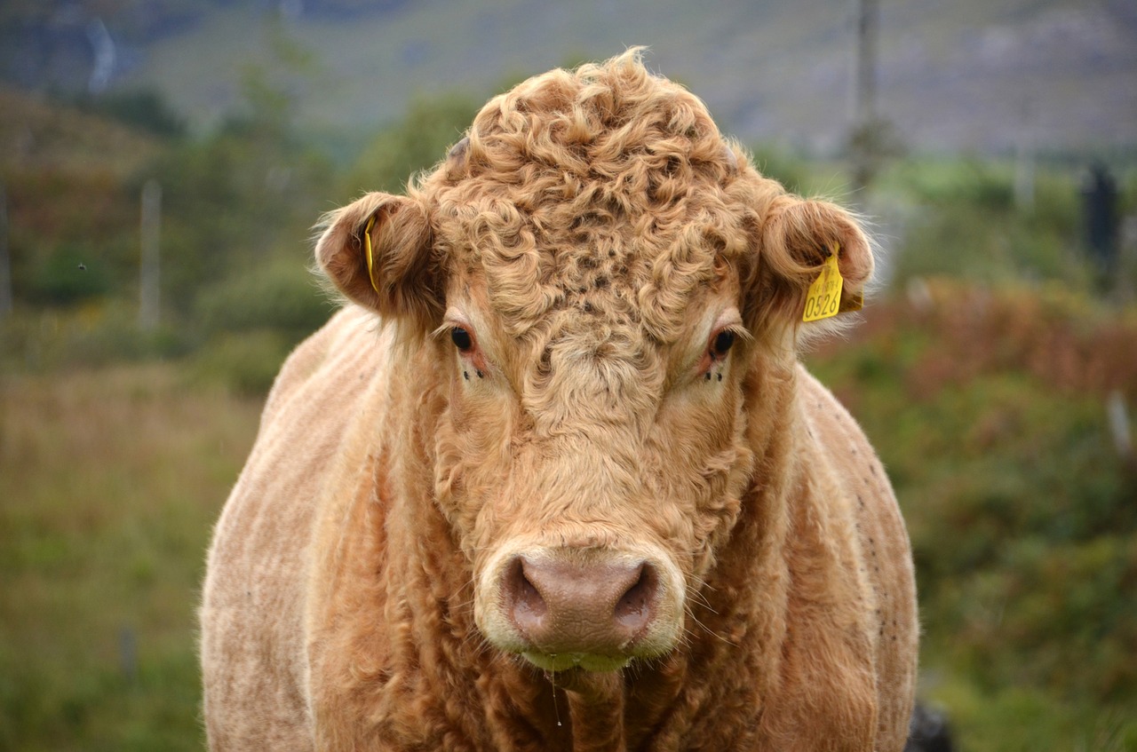 bull  animal  cattle free photo