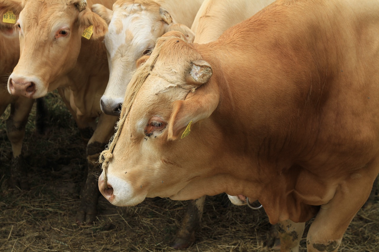 bull  livestock  beef free photo