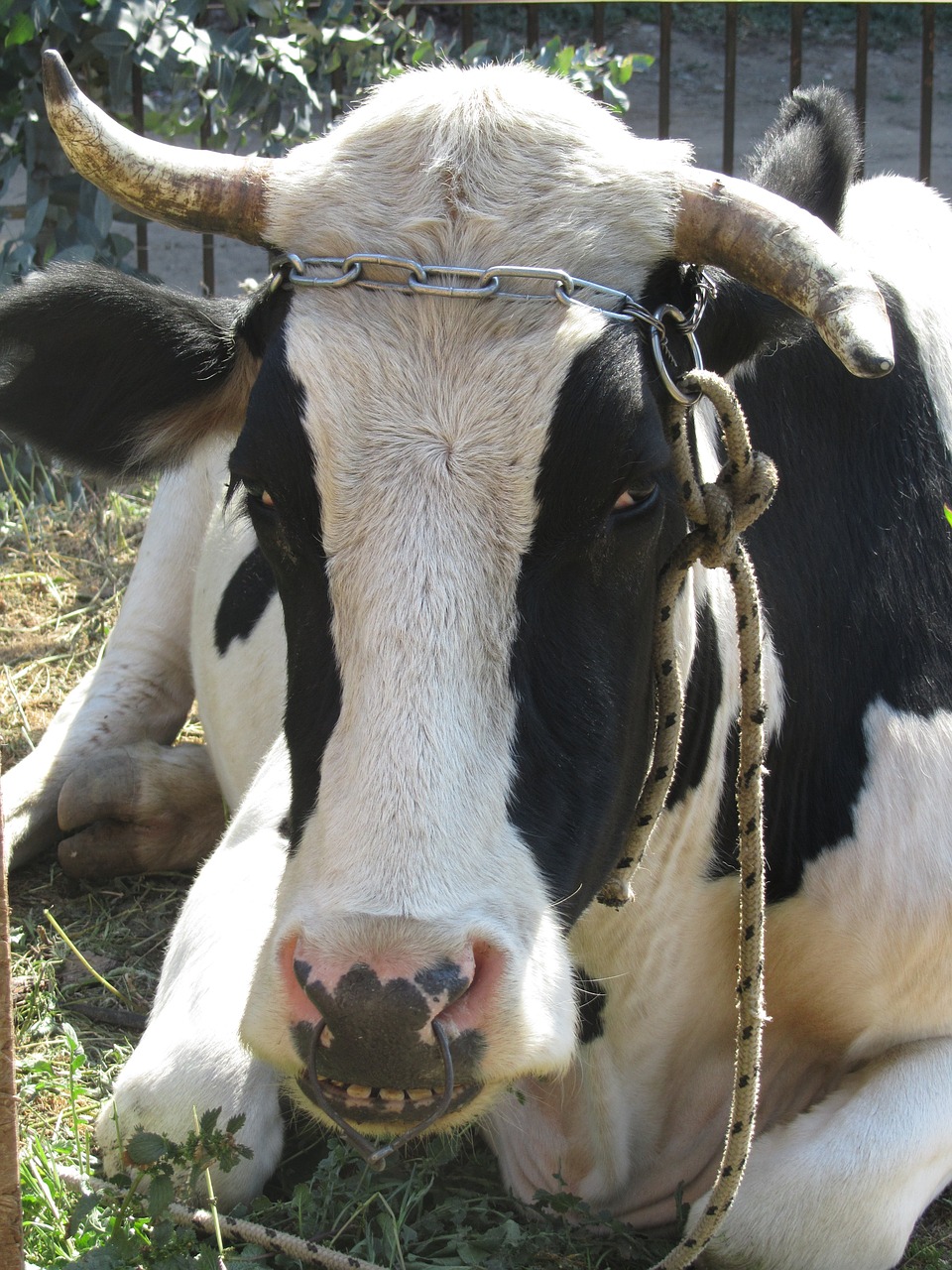 bull horns domestic cattle free photo