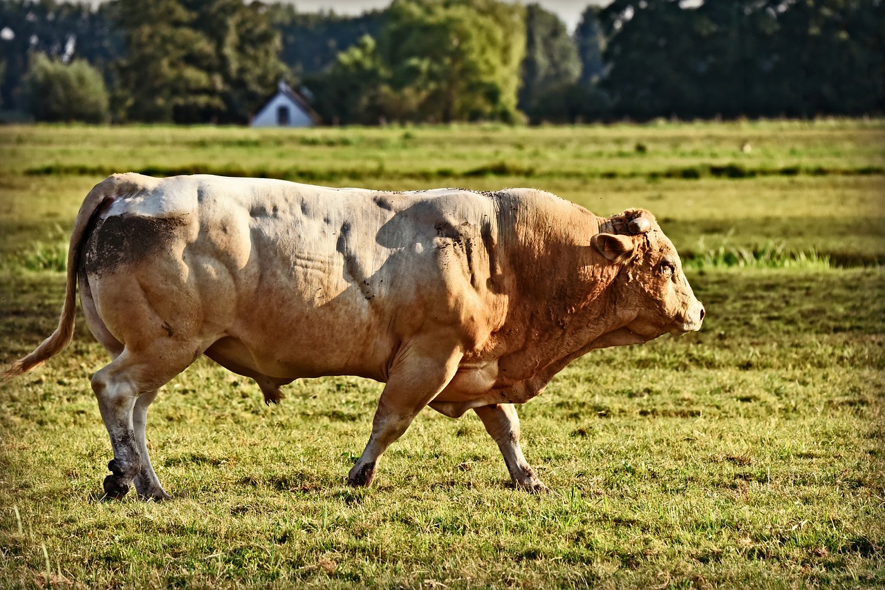 bull  cattle  animal free photo