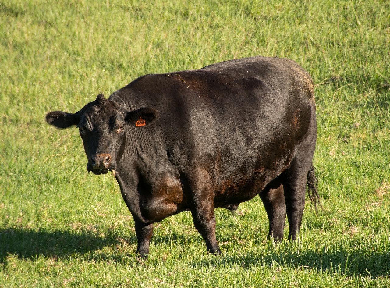 bull  cattle  stock free photo