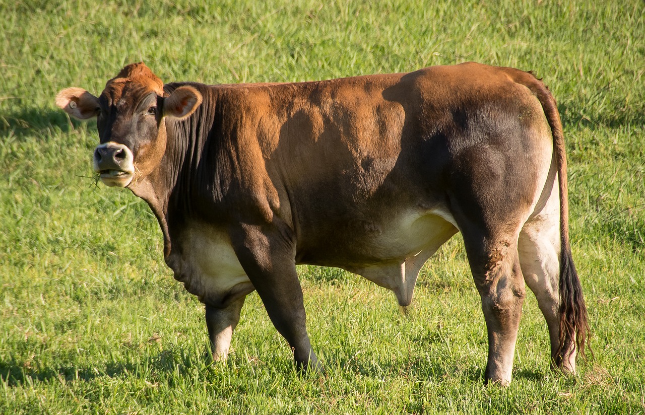 bull  cow  cattle free photo
