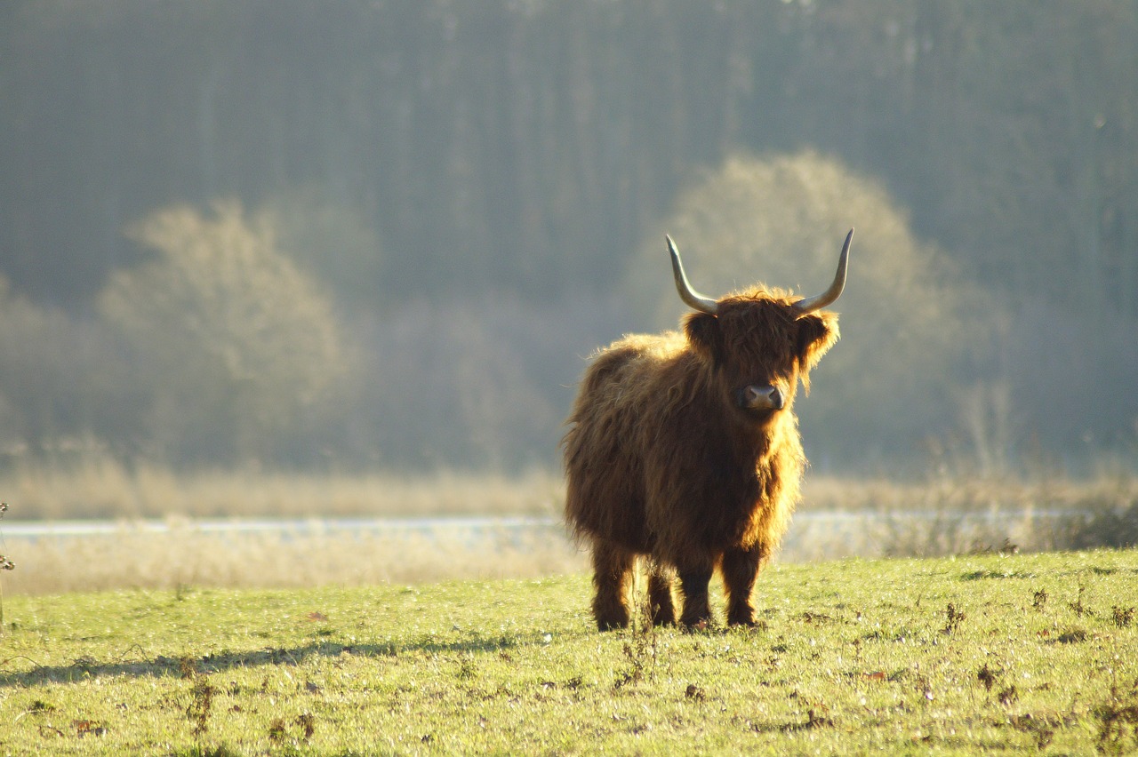 bull  shaggy  highlander free photo