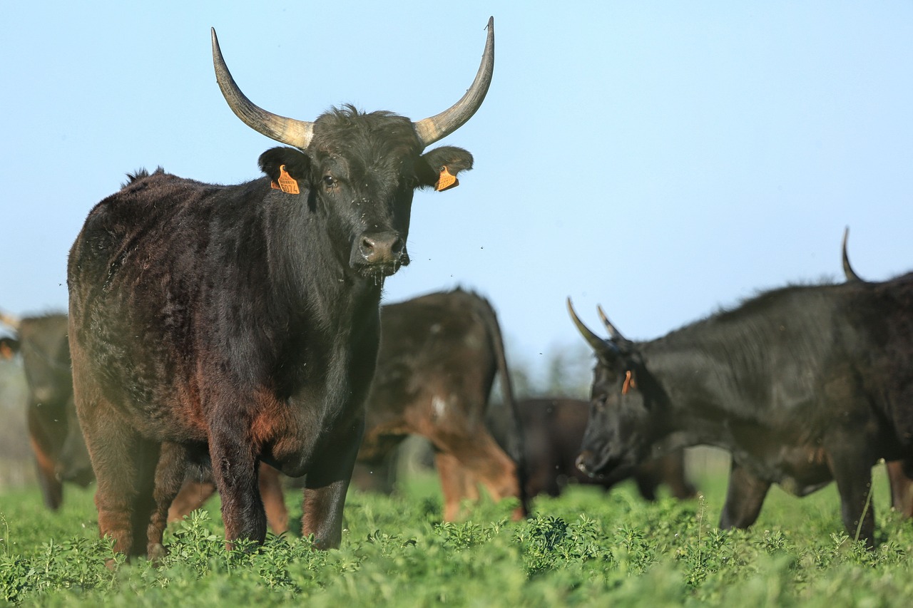 bull  cattle  agriculture free photo