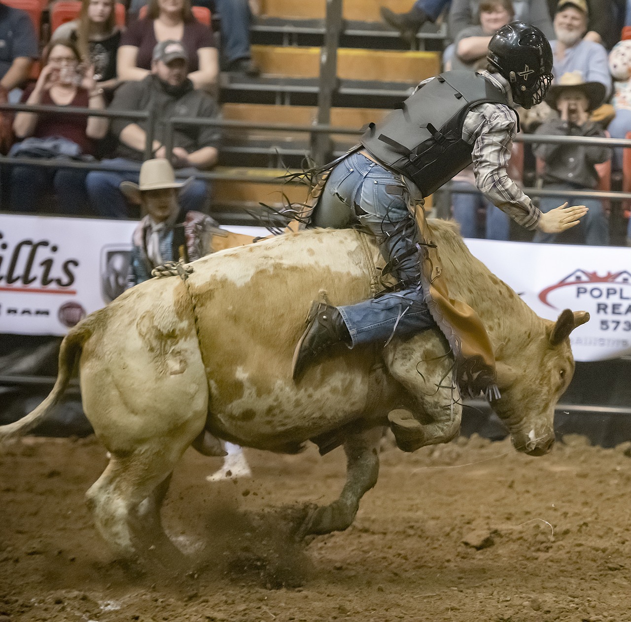 bull  bull rider  bull riding free photo