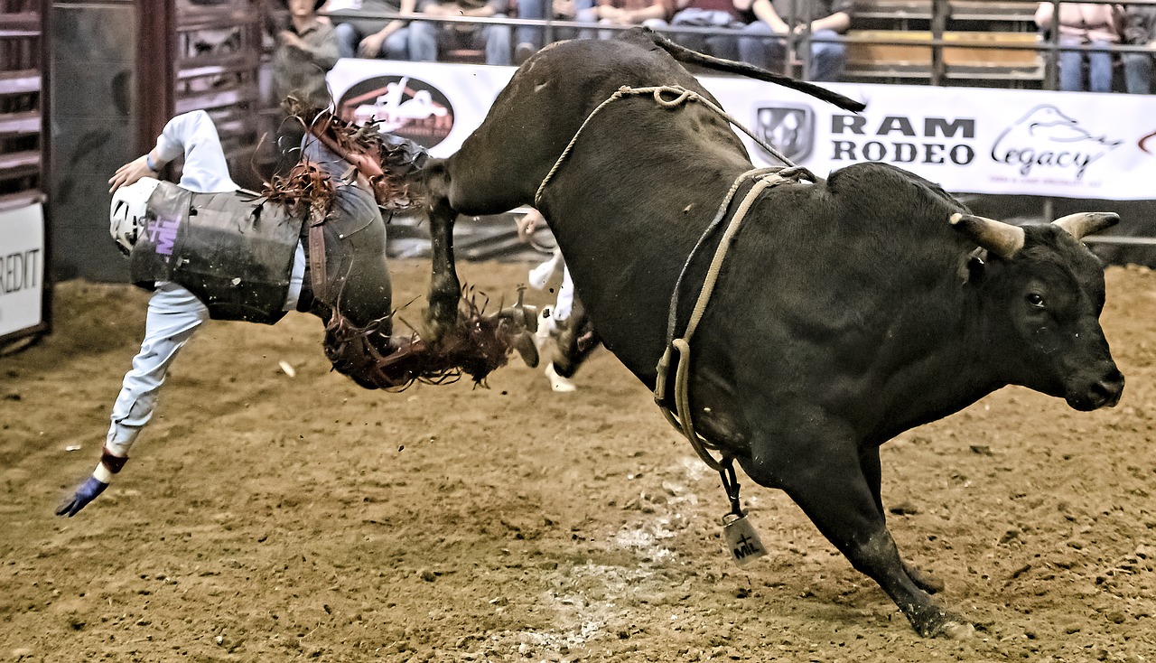 bull  bull rider  bull riding free photo