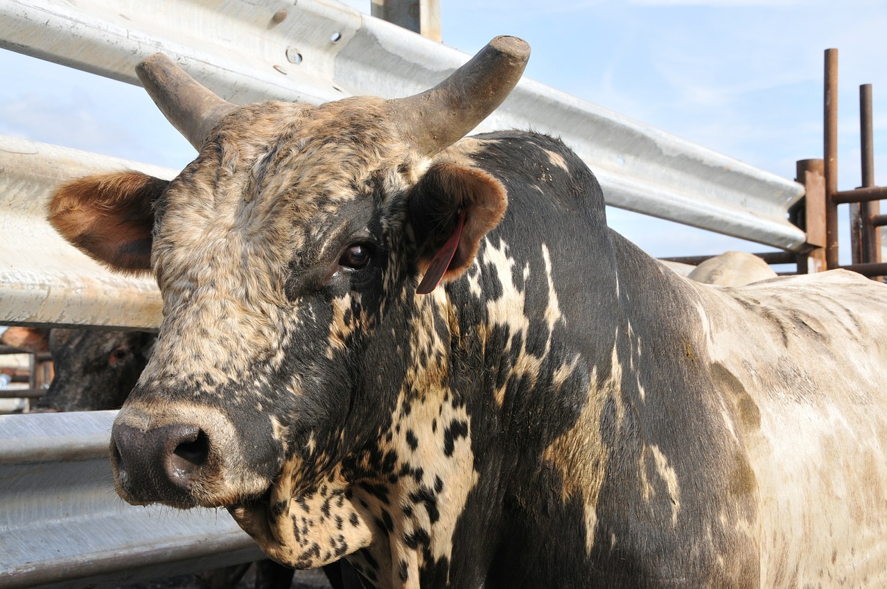 bull rodeo bovine free photo