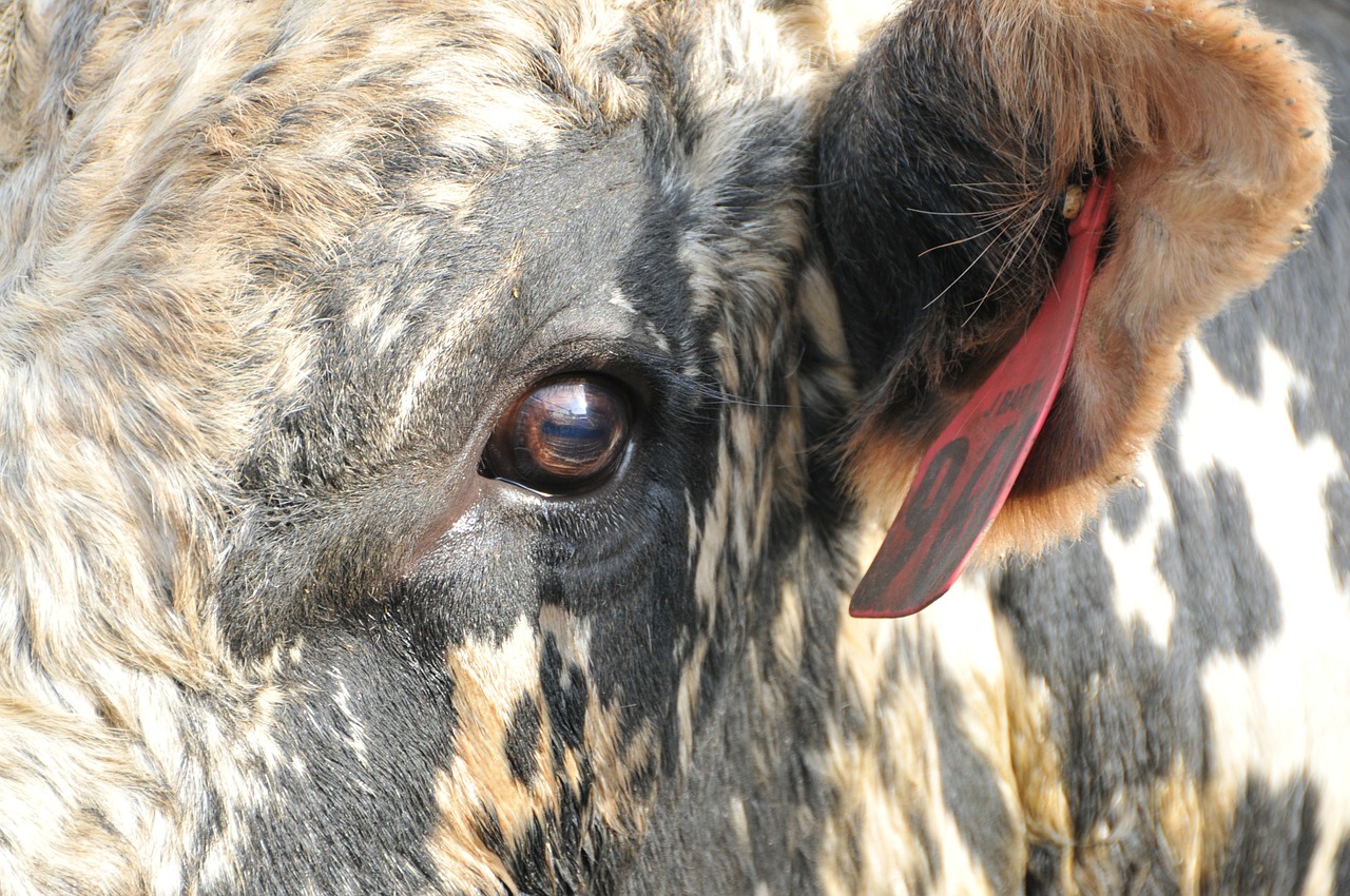 bull rodeo bull's eye free photo