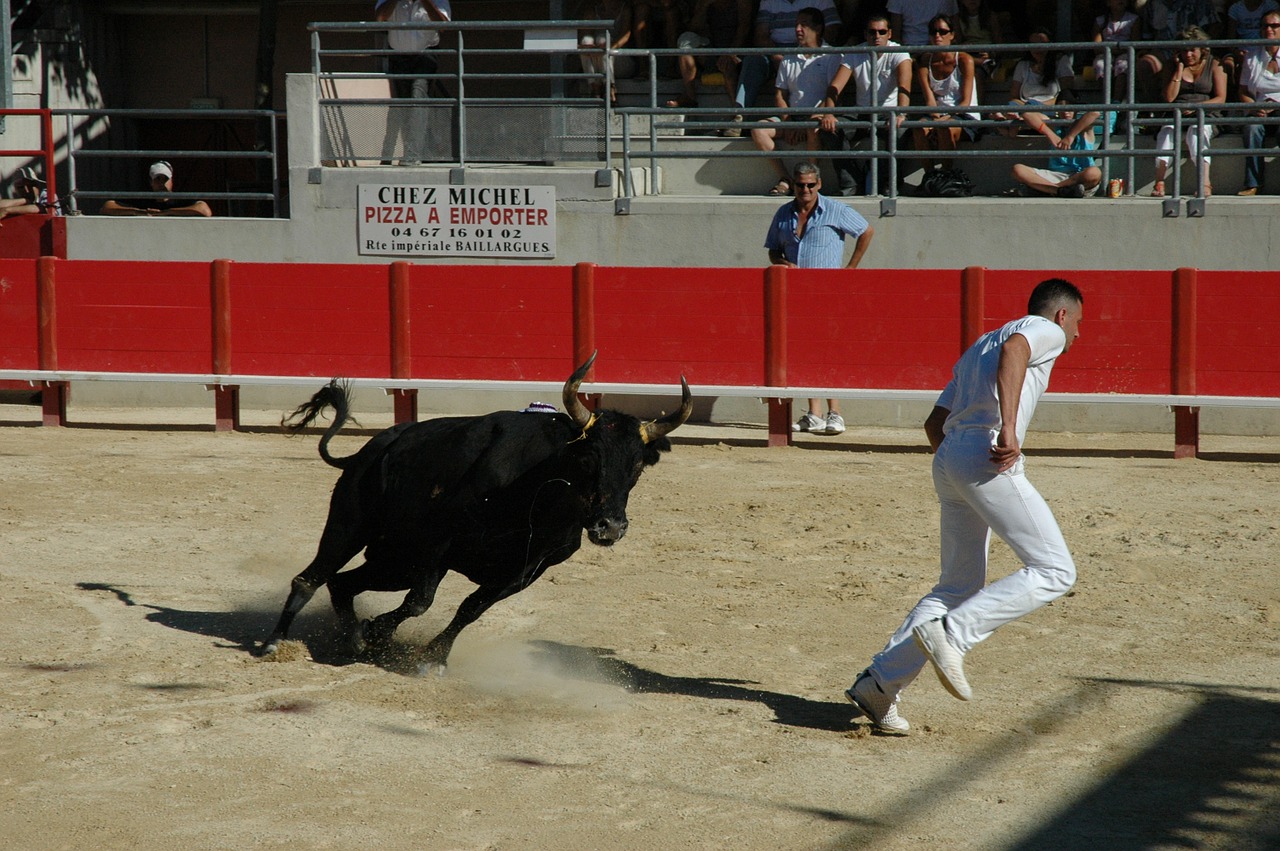 bull raseteur arenas free photo