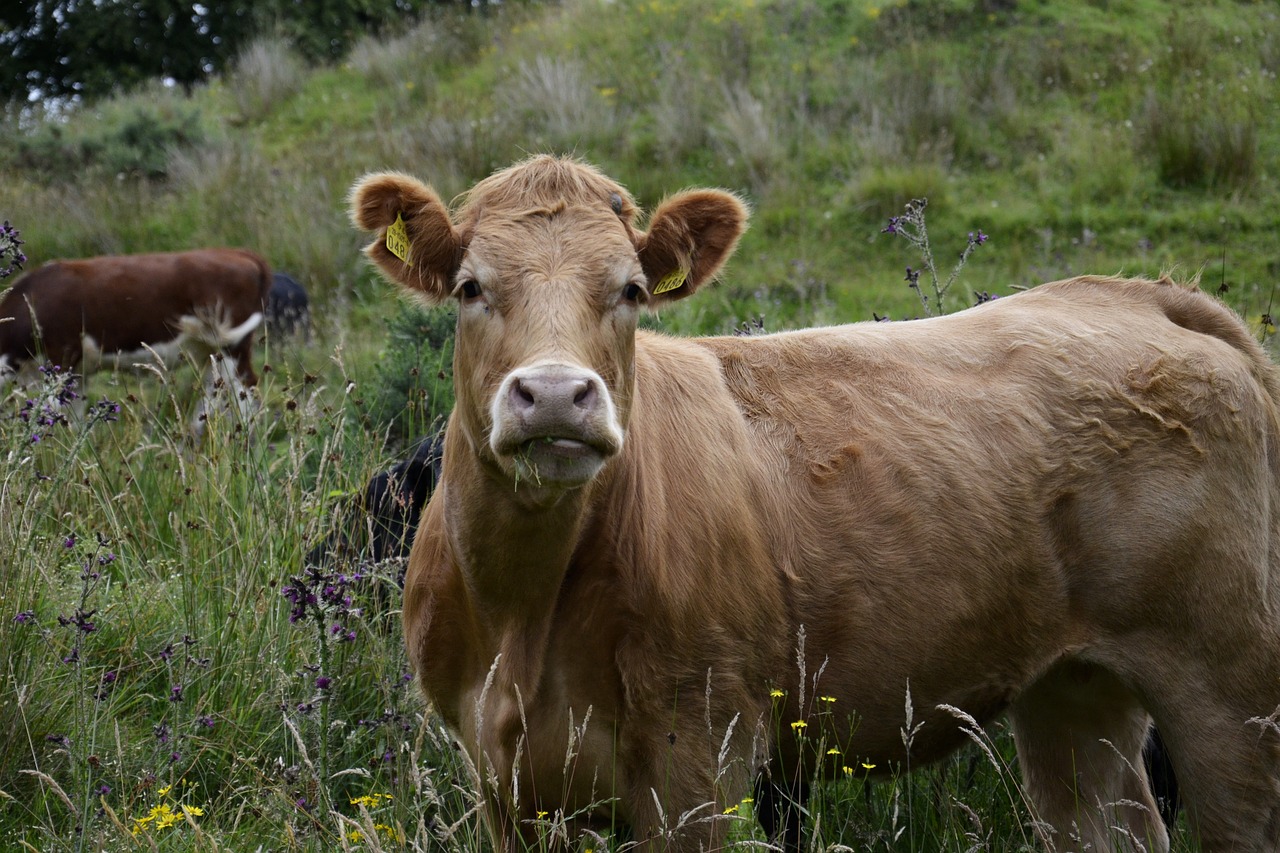 bull view pasture free photo