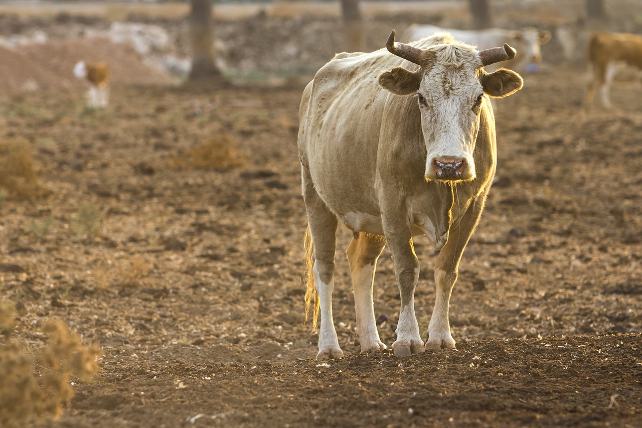 bull animal cow free photo