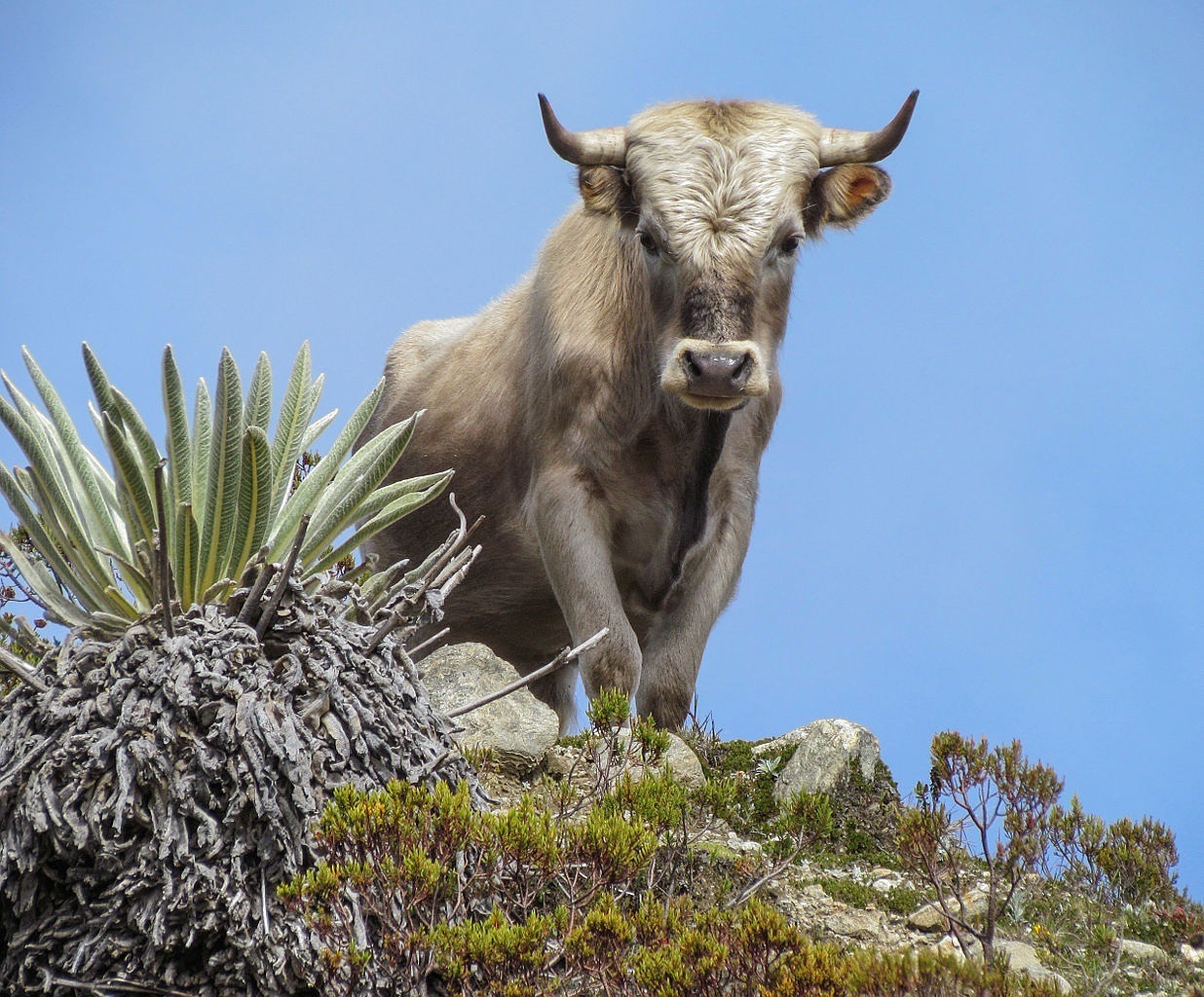 bull cow cattle free photo