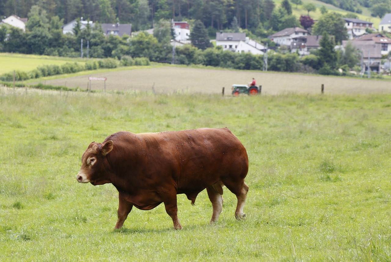 bull beef limousin free photo