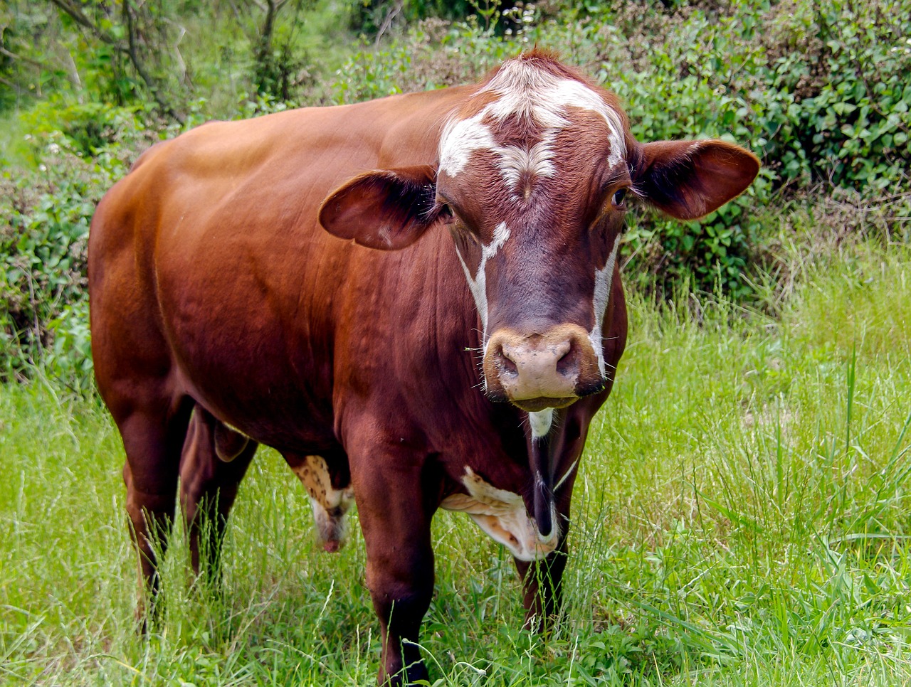 bull cattle stock free photo