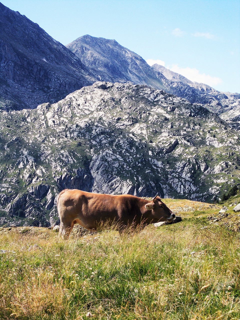 bull cow brown free photo