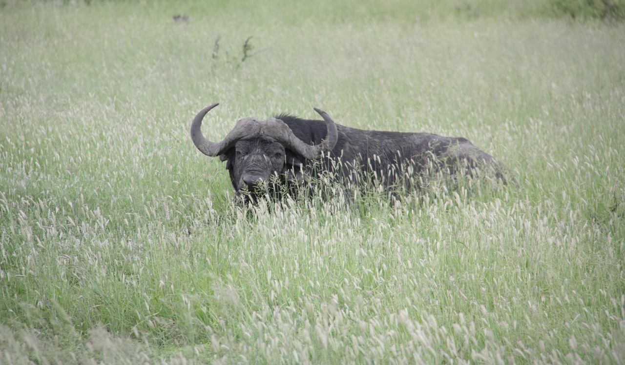 bull africa wild free photo