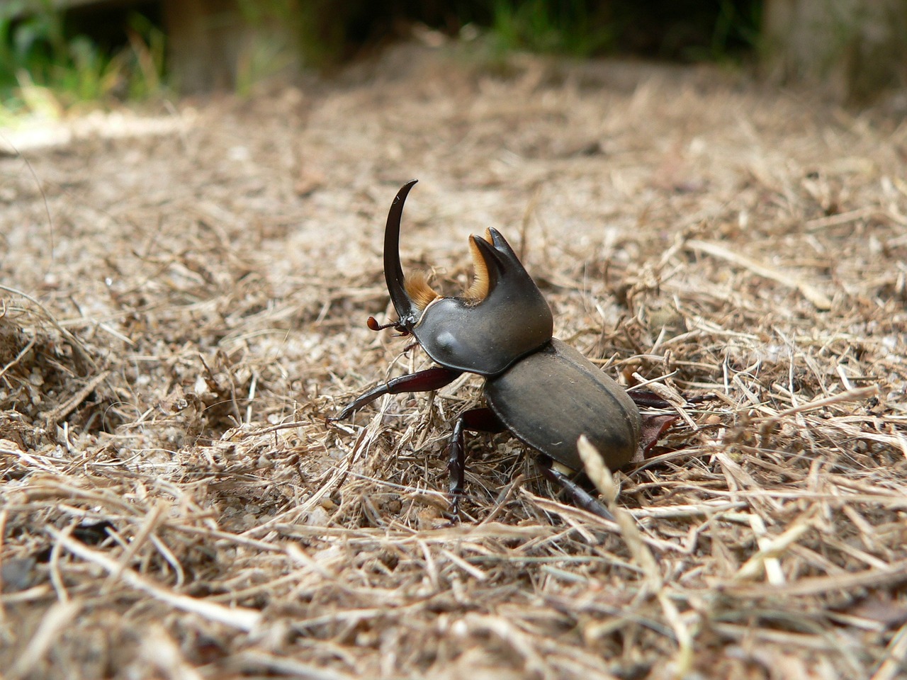 bull i cascarudo insect free photo