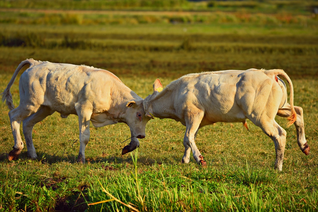 bull calf  cattle  animal free photo