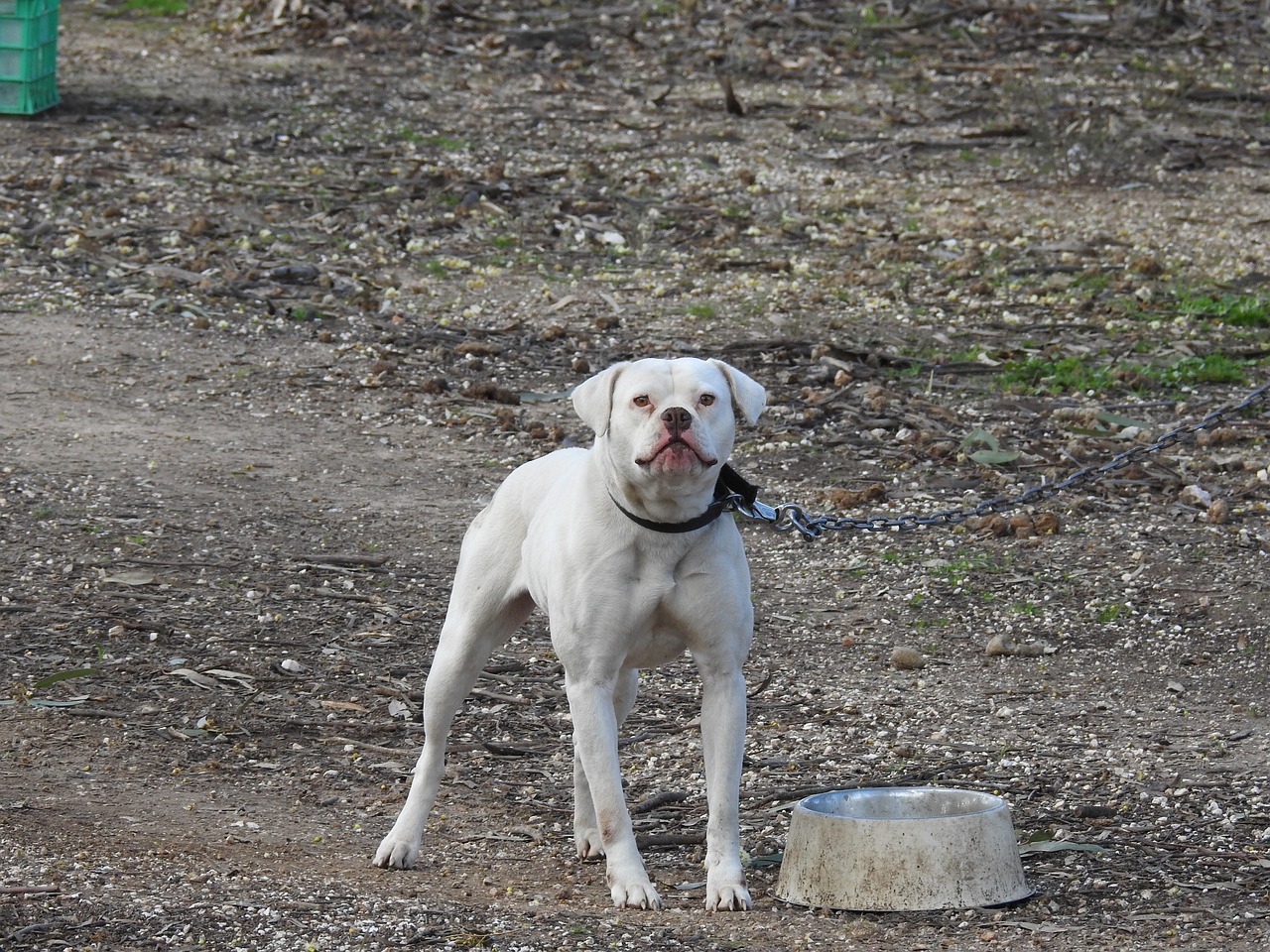 bull dog american bull dog dog free photo