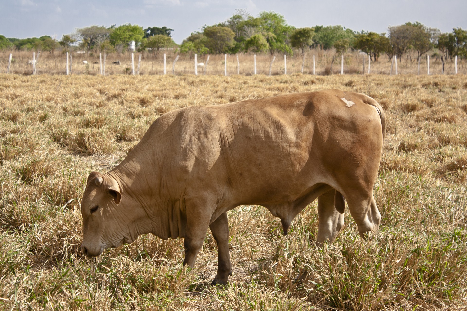 bull eating savannah free photo